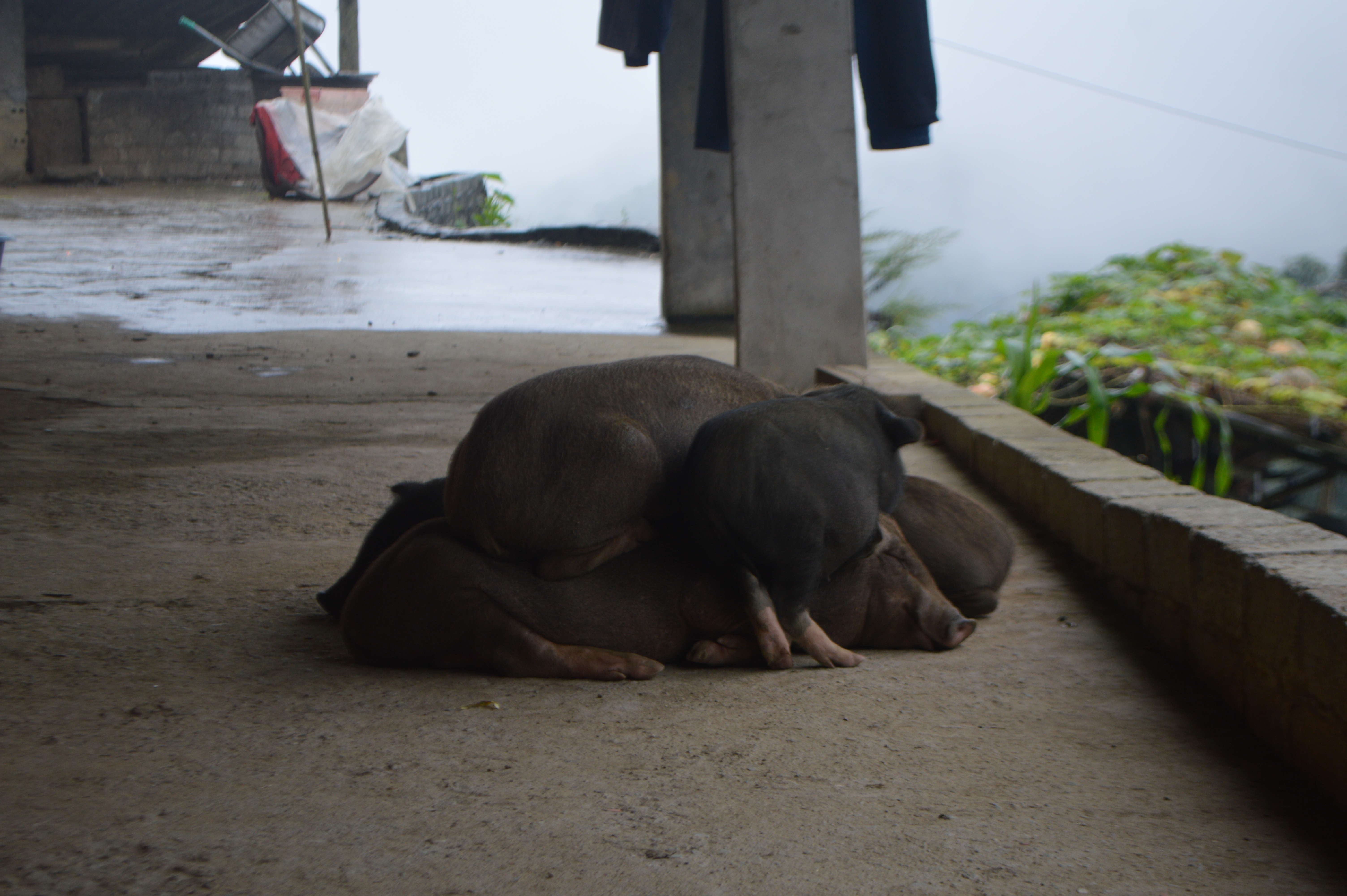 Pigs huddle together for warmth in rural Vietnam